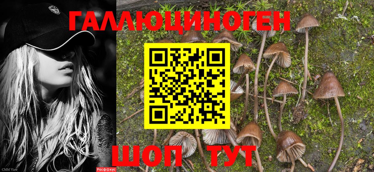 Псилоцибиновые грибы Psilocybe Аргун